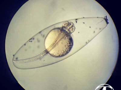 Perccottus egg