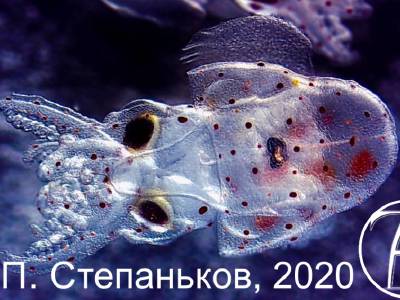 Sepiola cuttlefish (Sepiola birostrata)