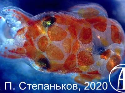 Sepiola cuttlefish (Sepiola birostrata)