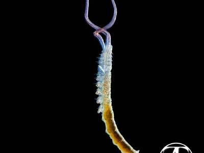 Spionid worms