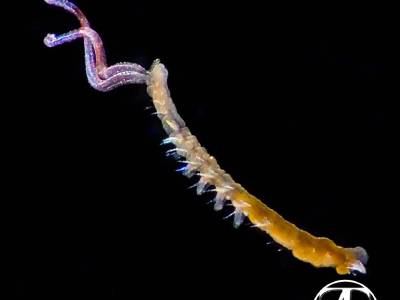 Spionid worms
