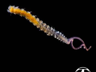 Spionid worms