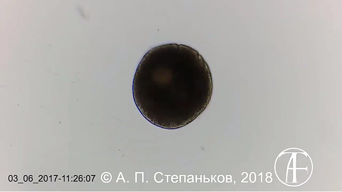 Деление Ichthyophthirius multifiliis