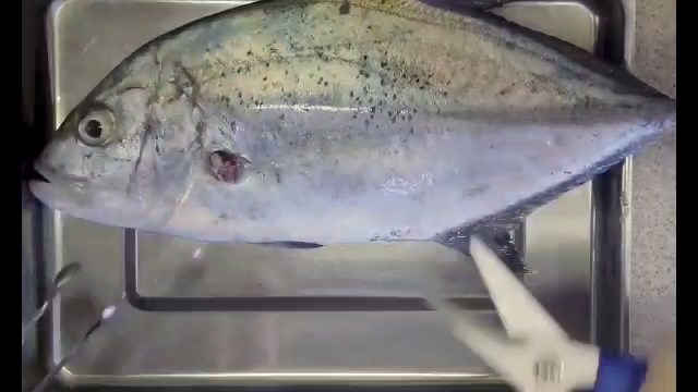 Вскрытие рыбы