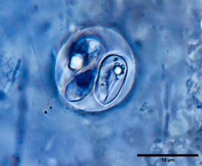 Кокцидии Goussia у рыб, ооцисты и спороцисты