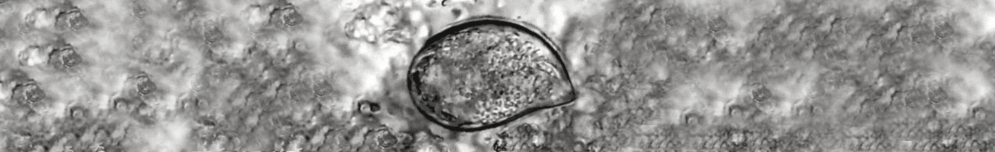 Cryptocaryon irritans on fish