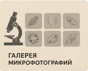 Галерея