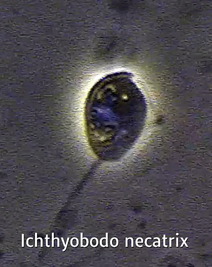 Ichthyobodo spp.: сравнение форм