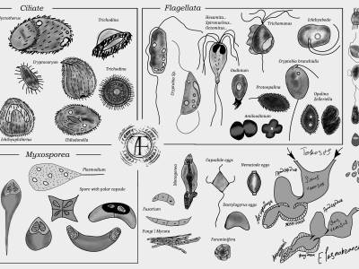 Microscopic Forms in Ichthyopathology