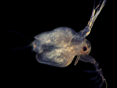Daphnia1