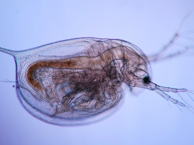 Daphnia2
