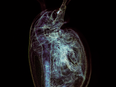 Daphnia3