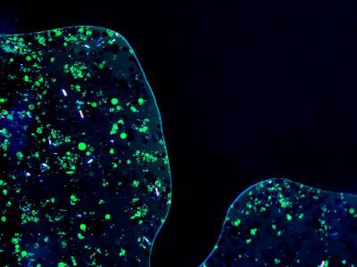 FishMucusPolarization1