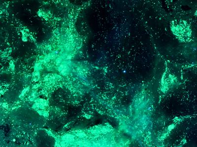 FishMucusPolarization2