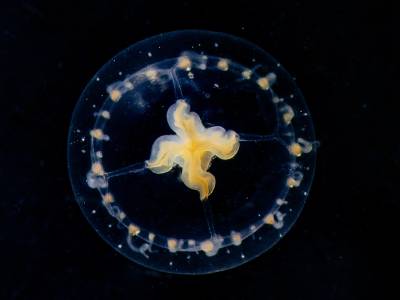 Medusozoa